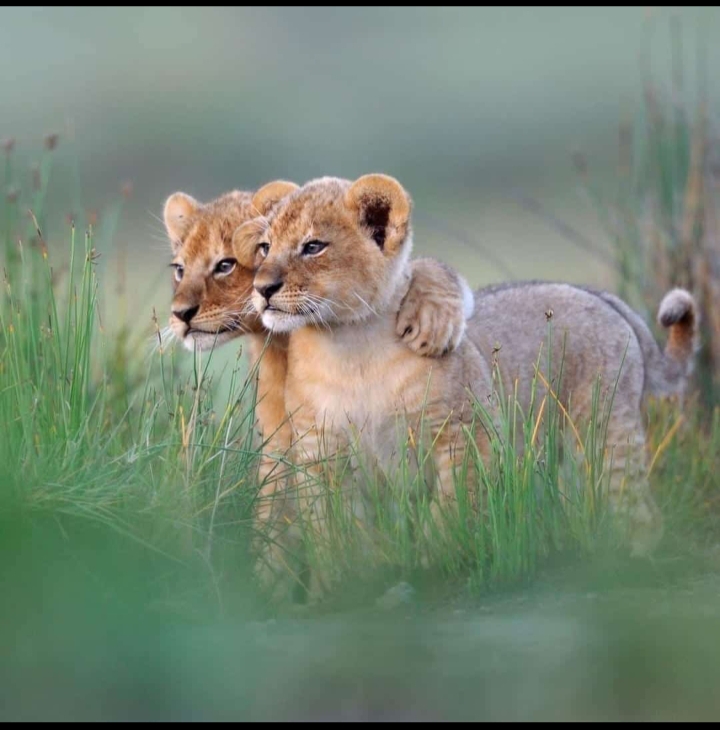 lion cubs