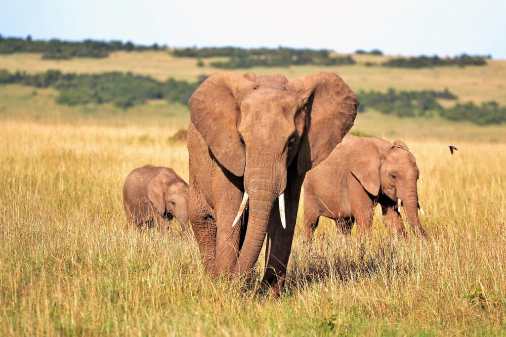 elephants, tusks, trunks, elephant tusks, elephant trunks, pachyderms, wild animals, nature, wildlife, wilderness, animals, kenya, safari, africa