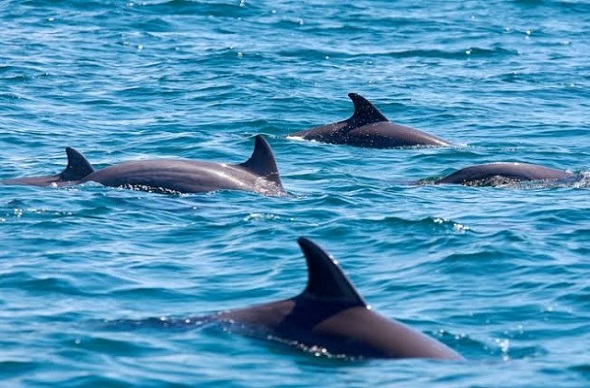 wasin dolfins